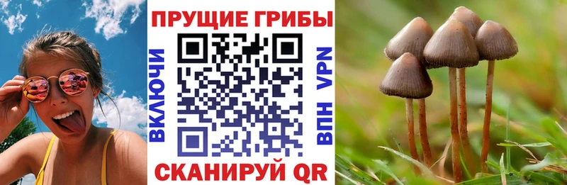 Псилоцибиновые грибы Psilocybe  хочу   Холм 